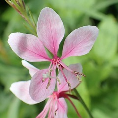 Gaura lindheimeri siskiyou pink - pot de 1,5l - 10/20 cm
