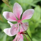 Gaura lindheimeri siskiyou pink - pot de 4l - 40/60 cm