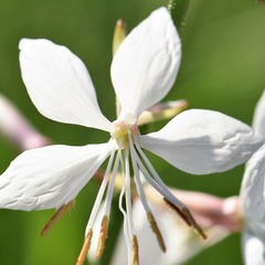 Gaura lindheimeri sel® belleza white - pot de 3l - 40/60 cm