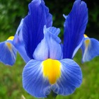 Iris de sibérie seven seas - godet