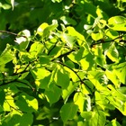 Tilleul à petites feuilles green spire - pot de 10l - 175/200 cm
