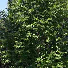 Frêne blanc - pot de 35l - 150/175
