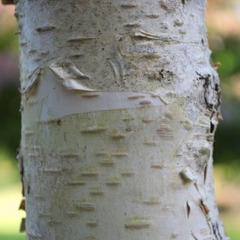 Bouleau verrucosa tristis - godet - 5/20 cm