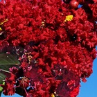 Lilas des indes indica rouge - pot de 4l - 40/60 cm
