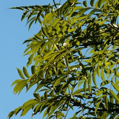 Frêne à feuilles étroites raywood - pot de 50l - 14/16