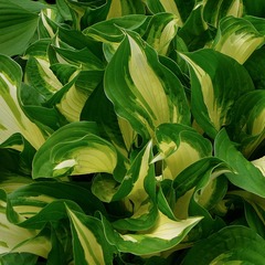 Hosta à feuilles ondulées undulata variegata - godet - 5/20 cm