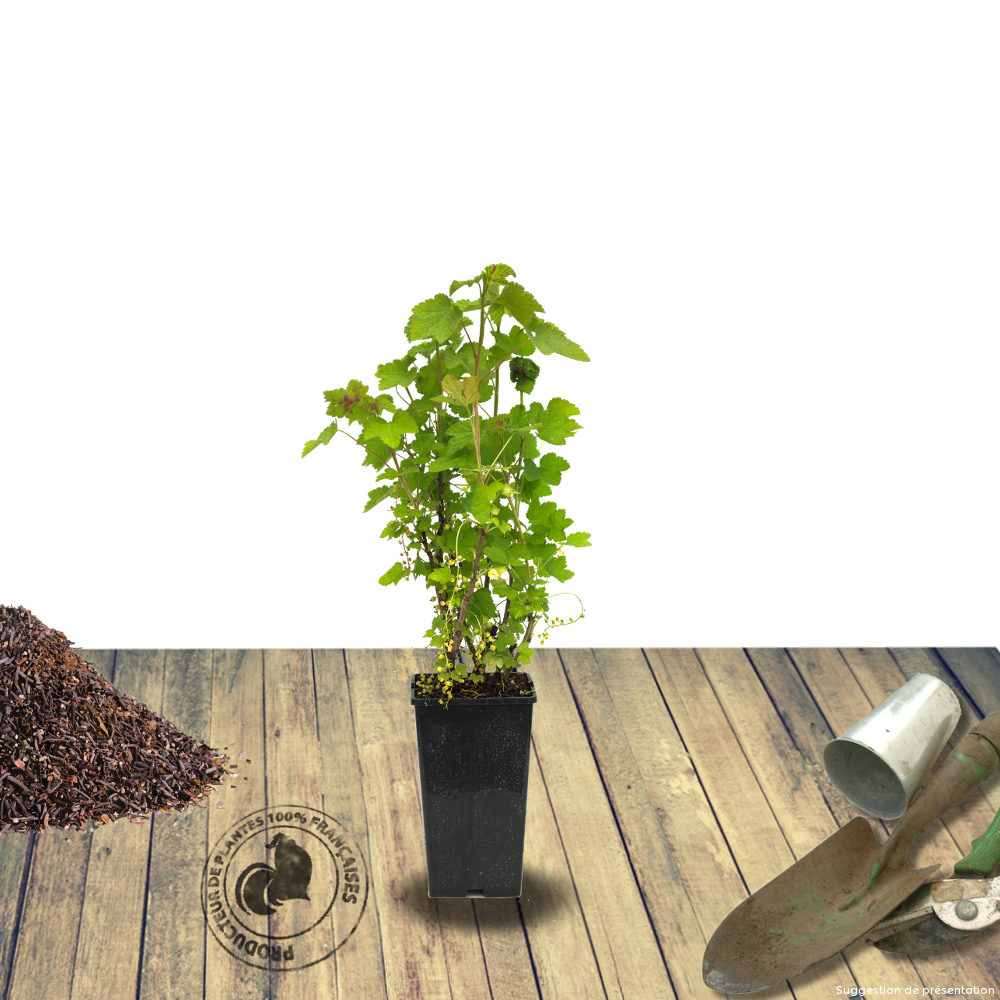 Groseillier à grappes racines nues delbard giganta® 'bosron' - pot de 2 l - 40/60 cm