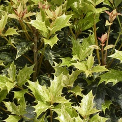 Osmanthe heterophyllus goshiki - pot de 7,5l - 60/80 cm