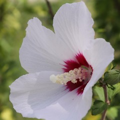 Hibiscus syriacus french point® 'minfren' - pot de 4l - 40/60 cm