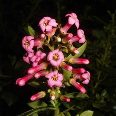 Escallonia macrantha rubra - godet - 5/20 cm
