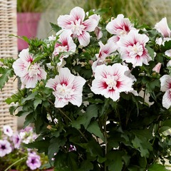 Hibiscus starburst chiffon® 'rwoods6' - pot de 4l - 40/60 cm