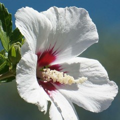 Hibiscus syriacus red heart - pot de 7,5l - 60/80 cm
