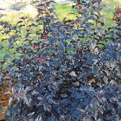 Physocarpe à feuilles d'obier opulifolius all black® 'minall2' - godet - 5/20 cm