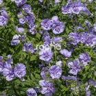 Hibiscus syriacus blue chiffon® 'notwoodthree' - pot de 4l - 40/60 cm