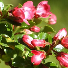 Escallonia x apple blossom - pot de 7,5l - 60/80 cm