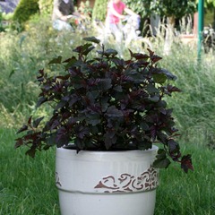 Physocarpe à feuilles d'obier red esquire® 'gelesq' - pot de 3l - 40/60 cm
