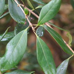 Osmanthe heterophyllus purpureus - pot de 3l - 40/60 cm