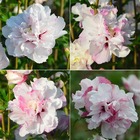 Hibiscus syriacus french cabaret® pastel 'mindoub1' - pot de 5l - 40/60 cm