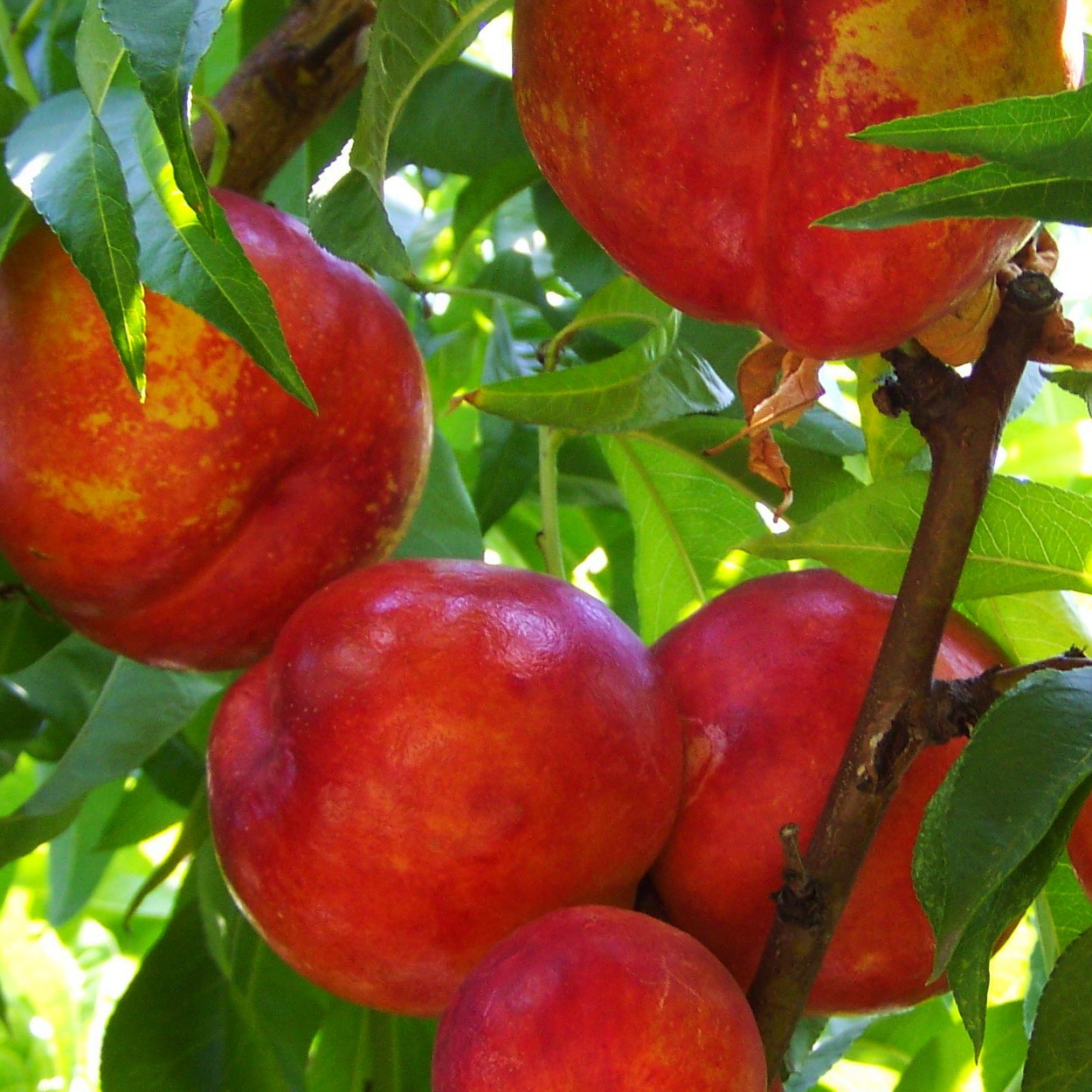 Brugnon persica fantasia - pot de 10l - gobelet 2 ans