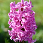 Jacinthe de bretagne pink pearl - sachet de 5 bulbes, 15+
