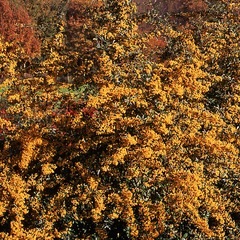 Buisson ardent coccinea saphyr® jaune 'cadaune' - godet - 5/20 cm