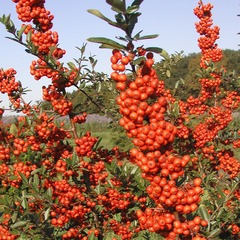Buisson ardent coccinea saphyr® rouge 'cadrou' - godet - 5/20 cm