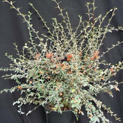 Cotoneaster franchetti - pot de 4l - 40/60 cm