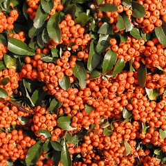 Buisson ardent coccinea saphyr® orange 'cadange' - godet - 5/20 cm