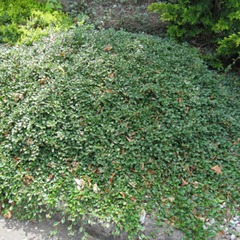 Cotoneaster dammeri - pot de 1,5l - 10/20 cm