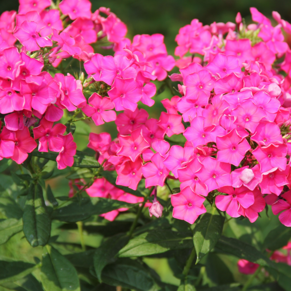 Phlox mousse scarlet flame - phlox subulata - 5 cm godet de 9 cm - rose