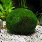 Cladophora aegagropila boule de mousse pour aquarium