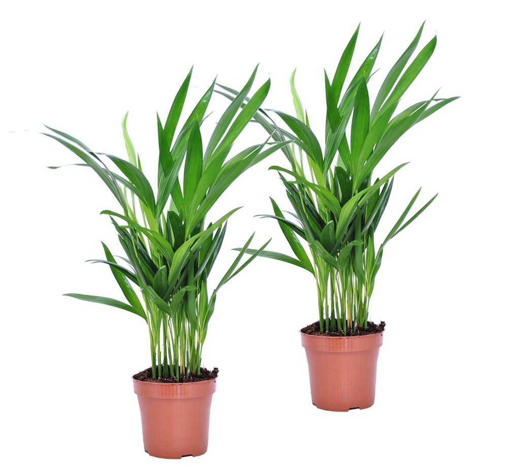 Palmier areca - set de 2 - dypsis lutescens - hauteur 30-45cm - ⌀12cm