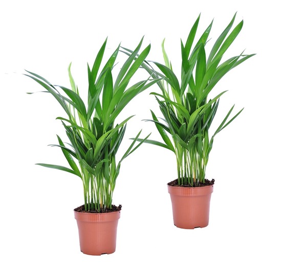 Palmier areca - set de 2 - dypsis lutescens - hauteur 30-45cm - ⌀12cm