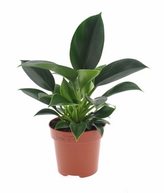 Philodendron princess vert - pot ⌀12cm - h20-30cm (hauteur pot incluse)