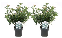 Set de 2 viburnum tinus - pot ⌀17cm - h25-40cm (hauteur pot incluse)