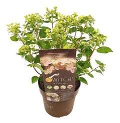 Hydrangea '(s)witch ophelia'®- pot ⌀28cm - h160-170cm (hauteur pot incluse)