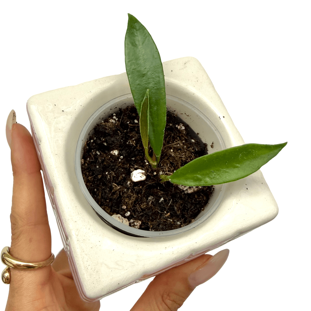Hoya stoneana ipps00132 - pot de 6cm