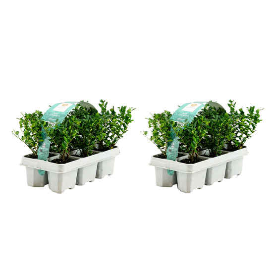 Lot de 12 - ilex crenata jenny - houx japonais - h. 10-20 cm