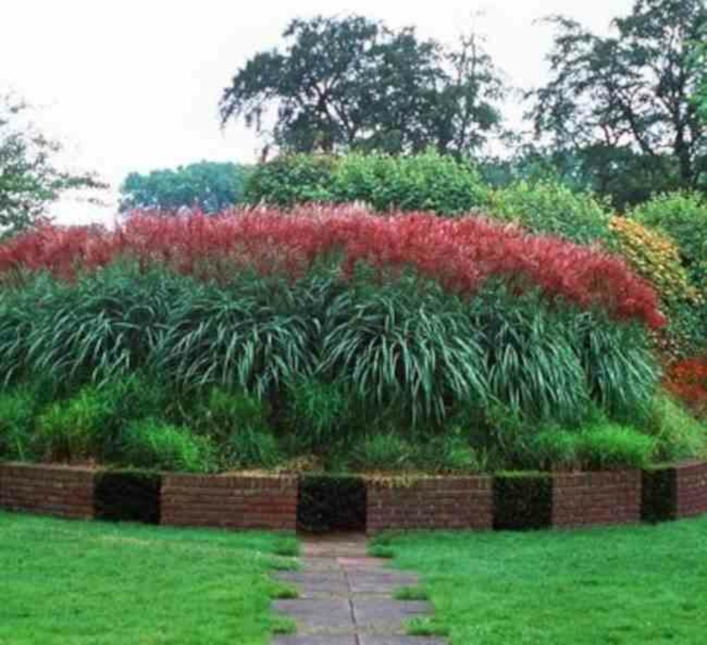 Miscanthus sinensis ferner osten (roseau de chine, eulalie) pot de 2 litres - 0/100 cm