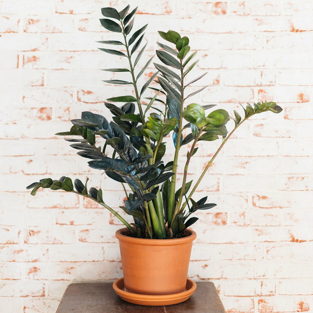 Zamioculcas raven - le pot / ø 14cm / hauteur livrée 20-30cm