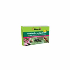 250 larves coccinelles coccilaure anti puceron
