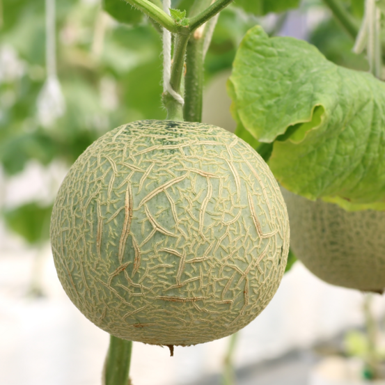 Plant melon cezanne en pot