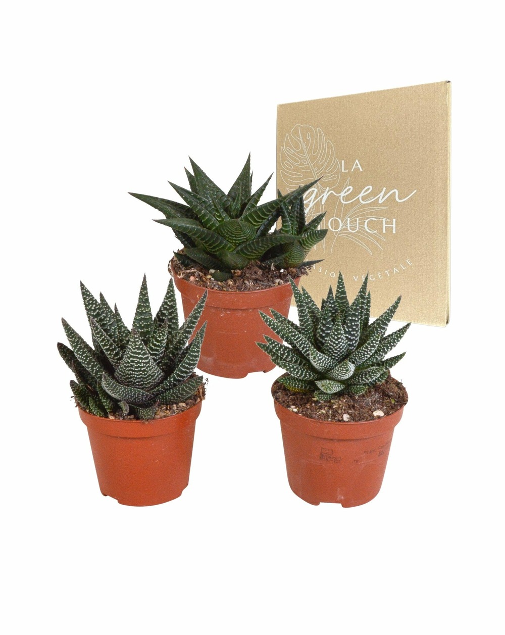 Mix de 3 gasteria et haworthia h18cm