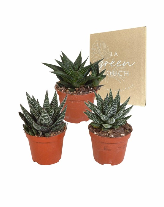 Mix de 3 gasteria et haworthia h18cm