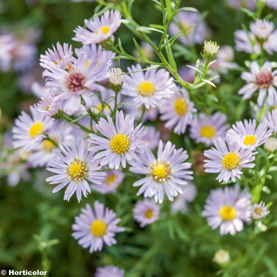 Aster 'esther' godet de 8/9 cm