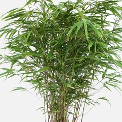 Bambou non traçant rufa - pot de 5 litres