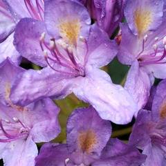 Rhododendron pontique - pot de 5 litres