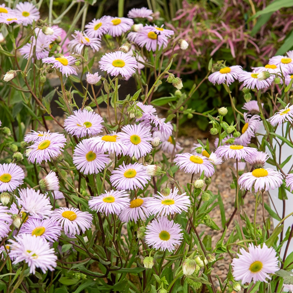 Vergerette quakeress - erigeron - le pot / ø 9cm