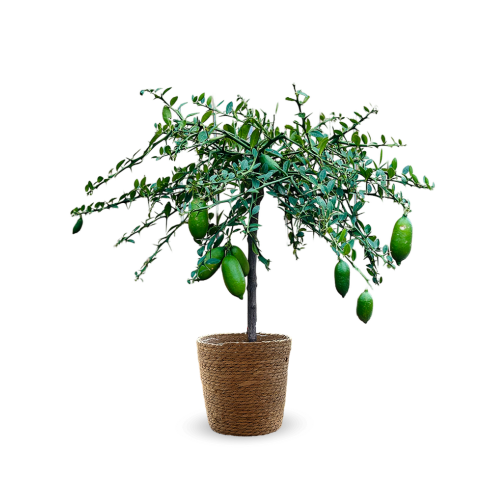 Citron caviar jaune avec panier en jonc de mer - agrume méditerranéen - arbre fruitier - ↕ 75-85 cm - ⌀ 25 cm