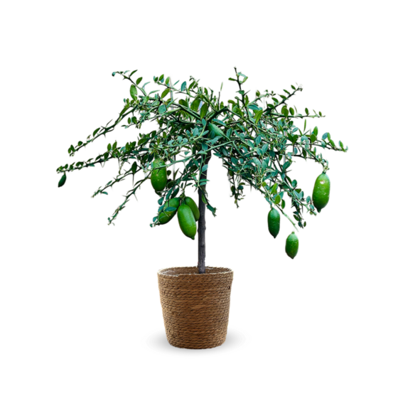 Citron caviar jaune avec panier en jonc de mer - agrume méditerranéen - arbre fruitier - ↕ 75-85 cm - ⌀ 25 cm
